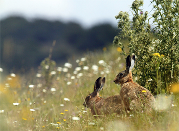 Channel 4's Green and Pleasant Land full of inaccuracies