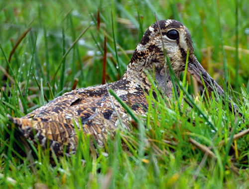 Woodcock migration: Birds head for their breeding grounds