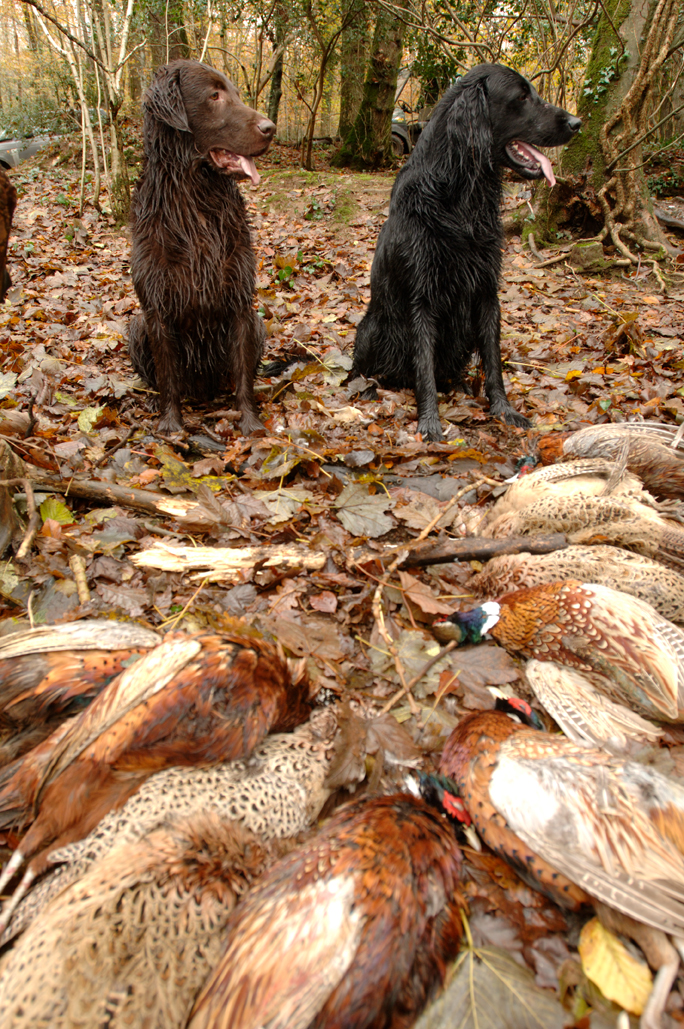 How to get your gun dog to sit