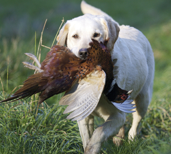 Gun dog class: rough-shooting