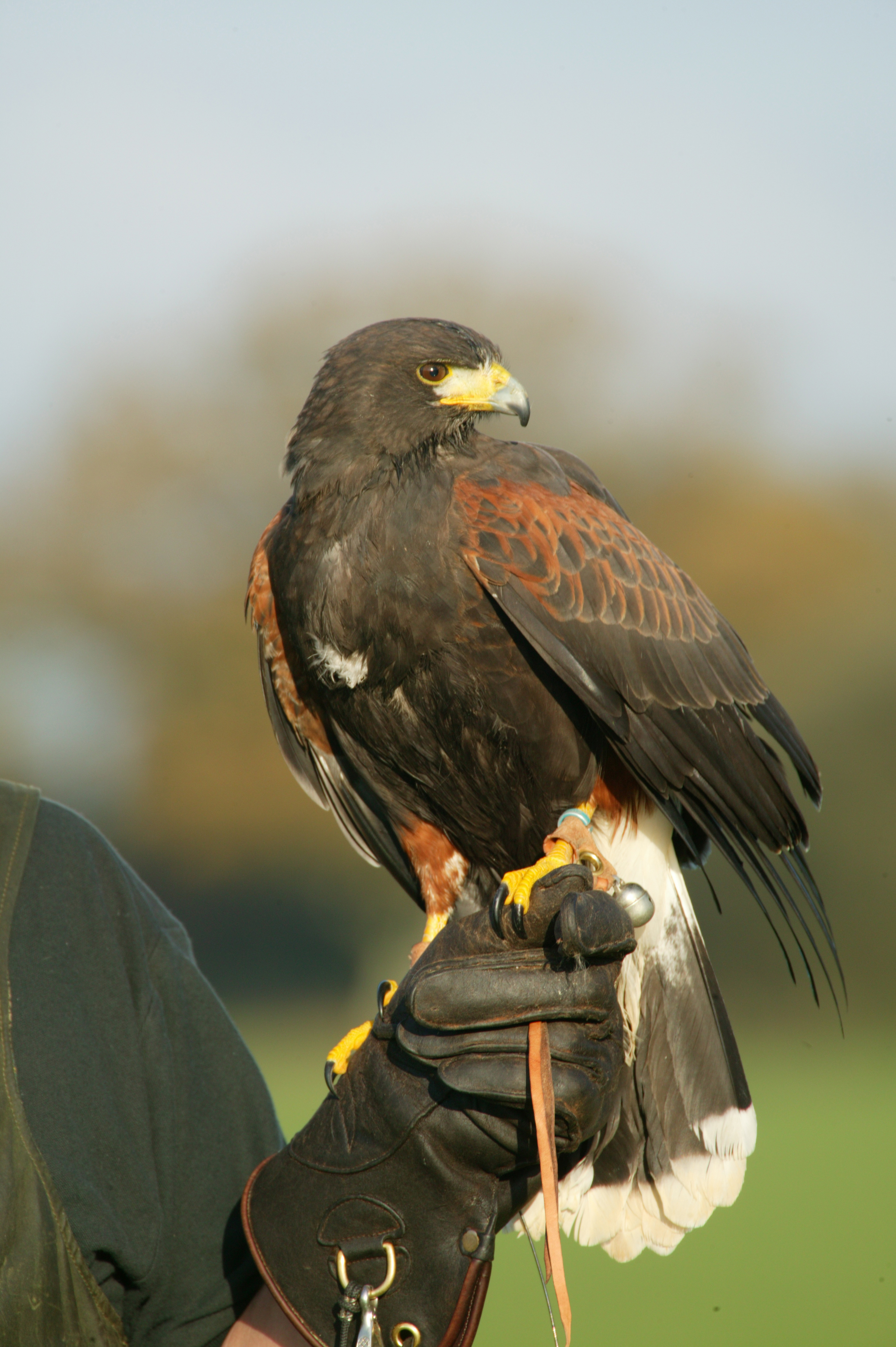 Game fairs in the UK - May 2009