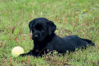 Tracing blue-blooded gundog lineage