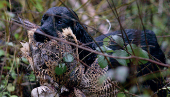 Gun dogs: what you should know before you start!
