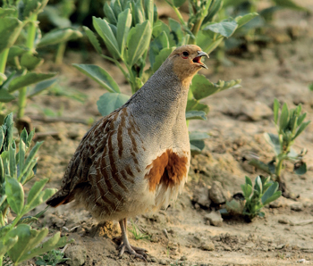 Partridge shooting: a fench saviour