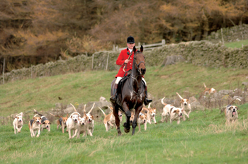 Hunting again: the Dumfriesshire & Stewartry Foxhounds