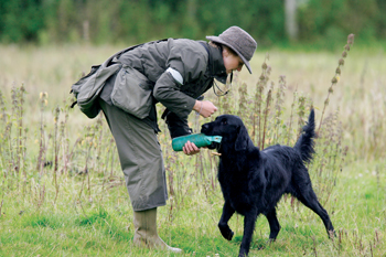 Joining the flatcoat retriever pack