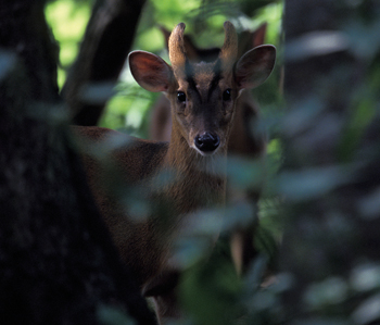 Deer Stalking - muntjac