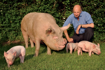 Rare breed pigs � saving their bacon