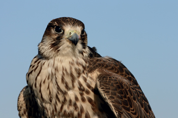 Professional Falconry