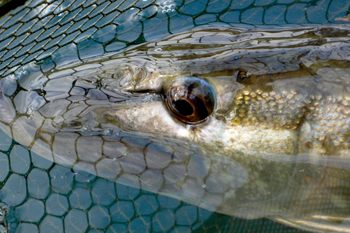 The pulling power of pike