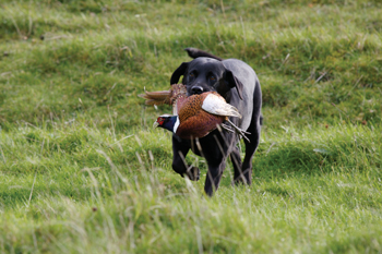 Pick up points on retrieving