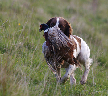 Your gun dog's first shoot day