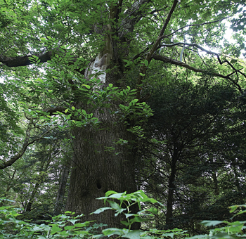 Where to see ancient trees