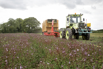 Farming mint