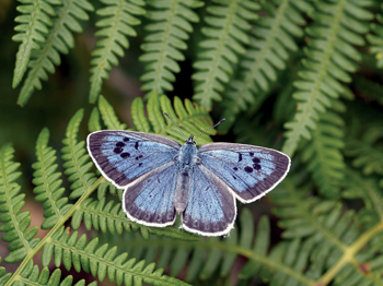 The plight of the butterfly
