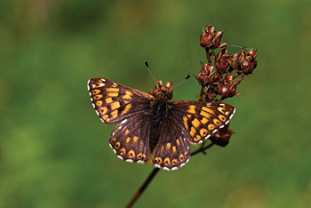 Butterflies in decline