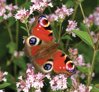 Butterflies that are doing well