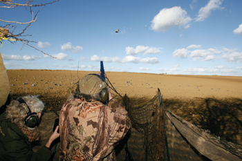 Pigeon shooting: a master class