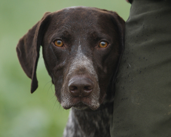 Hunt, point and retrieve gun dog breeds