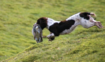 Rabbit shooting