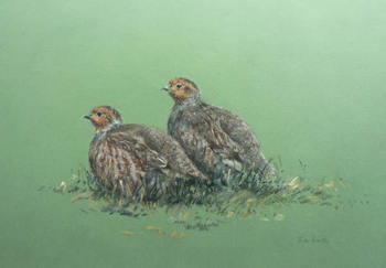 Partridge shooting on the Buccleuch estate