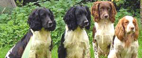 Stop Dog Thieves