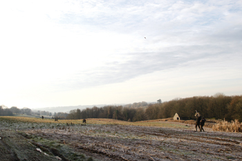 Pheasant shooting in the Cotswolds