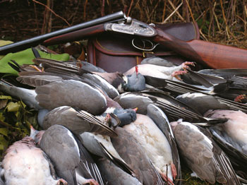Pigeon Shooting