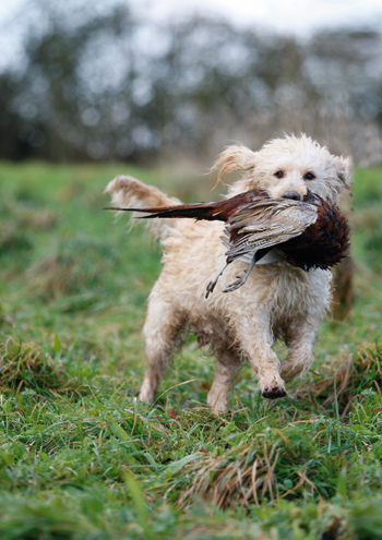Crossbreed dogs