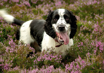 Rescue spaniels