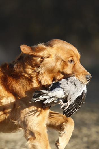 Gundog class: Is your gundog puppy born to greatness?
