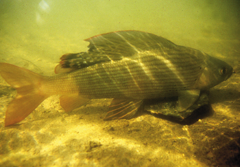 Fishing for Grayling