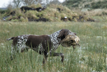Gundog class: Famous dogs, a list of top dogs