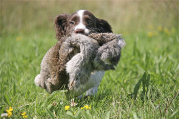 Gundog class: training puppies