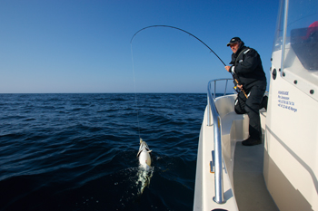 Cod fishing in Norway