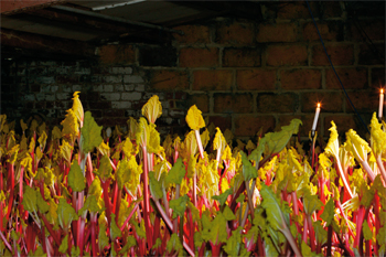 Rhubarb, rhubarb...Growing rhubarb in The Rhubarb Triangle
