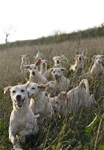The repeal of the Hunting Act