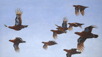 National Trust consultation on grouse moor management