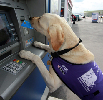 Canine Partners - Dogs, Rocks and Frocks!