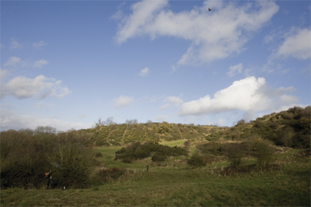 High Pheasants at Brailes Hill