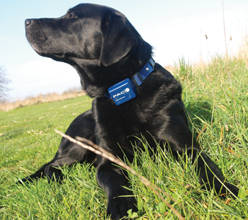 Sporting dog: Dog training collars