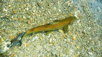 Fly Fishing in New Zealand
