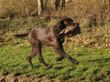 Sporting dog: German longhaired pointers