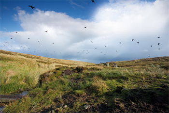 Grouse: A passion for grouse