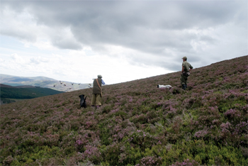 Grouse: Shooting grouse over dogs