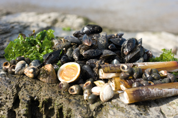 How to gather your own seafood