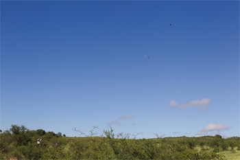 Shooting doves in Argentina
