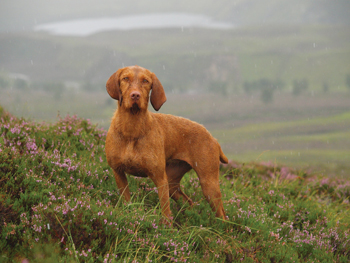 Sporting dog: wirehaired Hungarian vizslas