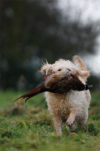 Crossbred gundogs
