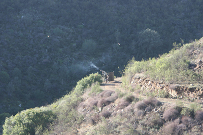 Shoot wild partridge in Portugal